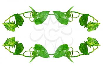 Green leafs frame isolated on white background.