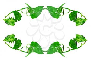 Oval shape frame made from green leafs isolated on white background.