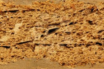 Brown shell limestone wall taken closeup as abstract background.