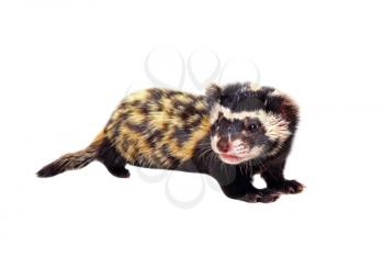 Marbled polecat (Vormela peregusna) on white background. Was classified as a vulnerable species in the IUCN Red List.