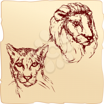 hand drawn ink portrait sketch of lion and cheetah heads