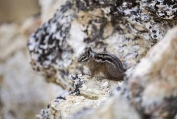Yellowstone National Park chipmonk at artists point