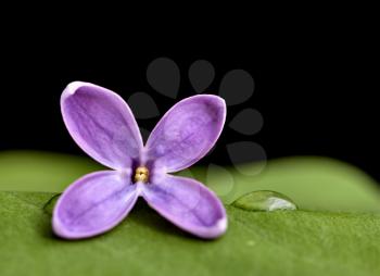 Close Up Lilac in studio macro water drops