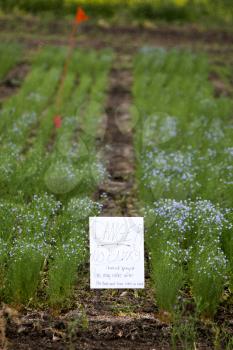 Flax Crop Saskatchewan testing for pesticide company Canada
