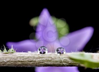 Campanula rotundifolia purple floer from the bell flower family