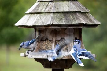 Blue Jay at feeder in Ontario Canada