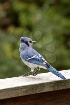 Blue Jay at feeder in Ontario Canada