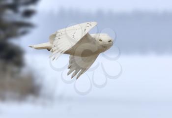 Snowy owl in Flight in winter Canada
