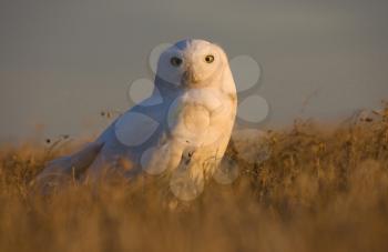 Snowy Owl at sunset sitting in prairie