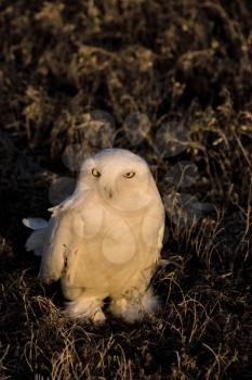 Snowy Owl at sunset sitting in prairie