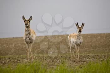 Pronghorn Antelope prairie field Saskatchewan Canada stare