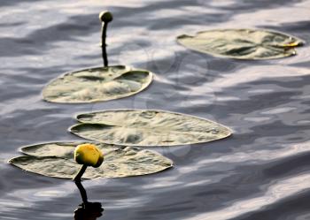 Water Lily in northern lake in Saskatchewan Canada