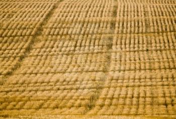 Combined Field pattern in Saskatchewan Canada sunset