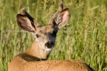 Close Up Deer looking in Saskatchewan Canada