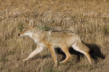 Coyote Saskatchewan hunting in a field close up
