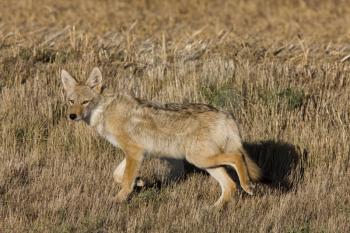 Coyote Saskatchewan hunting in a field close up
