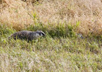 Badger young Saskatchewan walking in a field