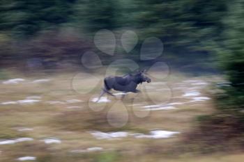 Moose on the run blurred and panned image Canada