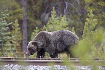 Wild Grizzly Bear near Lake Louise Alberta Canada
