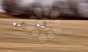 Pronghorn Antelope running panned blurred photo Canada