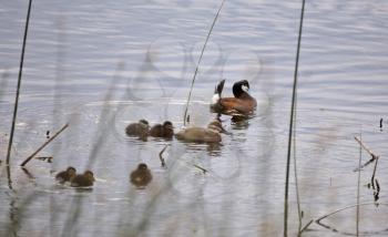 Ruddy Duck and Babies in Saskatchewan Canada