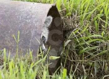 Racoon Peeking out of culvert Saskatchewan Canada