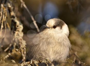 Baby Gray Jay camp robber northern Saskatchewan