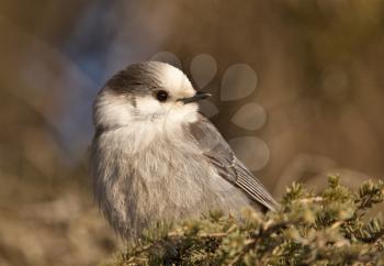 Baby Gray Jay camp robber northern Saskatchewan