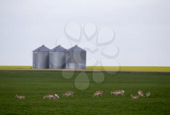 Pronghorn Antelope in prairie Saskatchewan Canada field