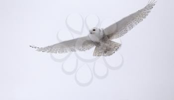 Snowy Owl in Saskatchewan Canada
