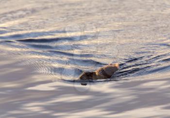 Muskrat swimming at sunset in Saskatchewan Canada