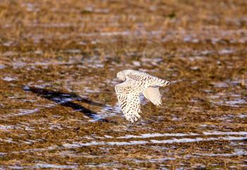 Snowy Owl in Saskatchewan Canada in flight flying