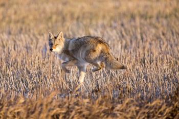 Coyote in Stubble field in Saskatchewan Canada