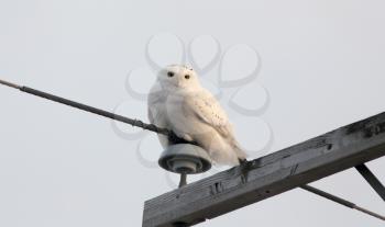 Snowy Owl in Saskatchewan Canada resting on post