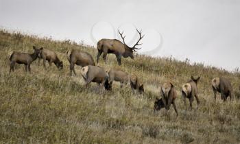 Wild Elk in Alberta Bull and cow at the rut