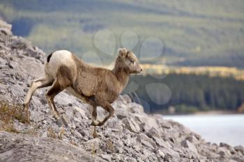 Rocky Mountain Sheep Alberta Canada young kid