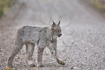 Rocky Mountain Lynx Alberta Canada Close young