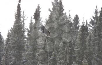 Great Grey Owl Gray Sasktchewan Canada winter storm