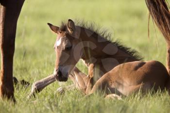 Colt newborn in field Sasktchewan Canada Mother Love