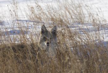 Prairie Coyote in Saskatchewan Canada in Winter