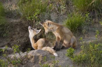 Young Fox Kit kits playing Saskatchewan Canada