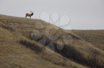 Bull Elk on Hill in Saskatchewan Canada scenic