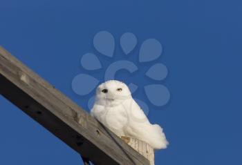 Snowy Owl Perched winter Saskatchewan Canada cold