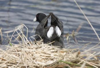 Coot or Waterhen Sitting on eggs in Saskatchewan Canada