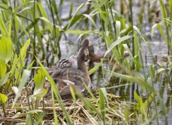 Horned Grebe and babies in Saskatchewan Canada