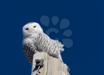 Snowy Owl Perched in Saskatchewan Canada in Winter