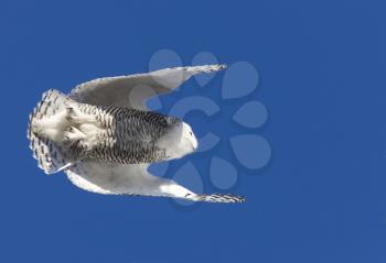 Snowy Owl in Flight in Saskatchewan Canada