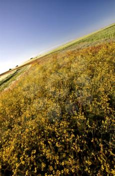 Prairie Crop with weeds Saskatchewan Canada foxglove