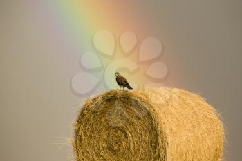 Swainson Hawks on Hay Bale after storm Saskatchewan Rainbow storm