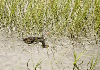 Waterhen Babies chicks coot marsh swamp feeding